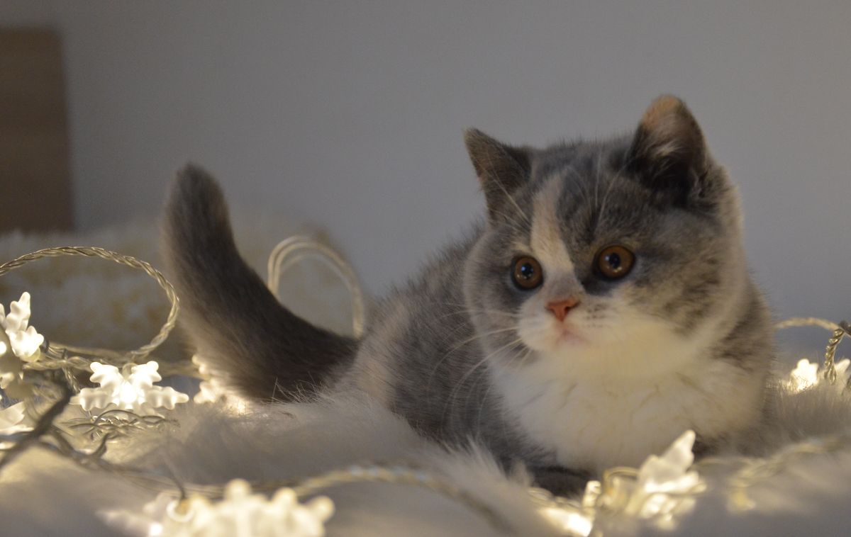 Blauw-witte Britse korthaar kitten tussen lichtjes op een zachte deken