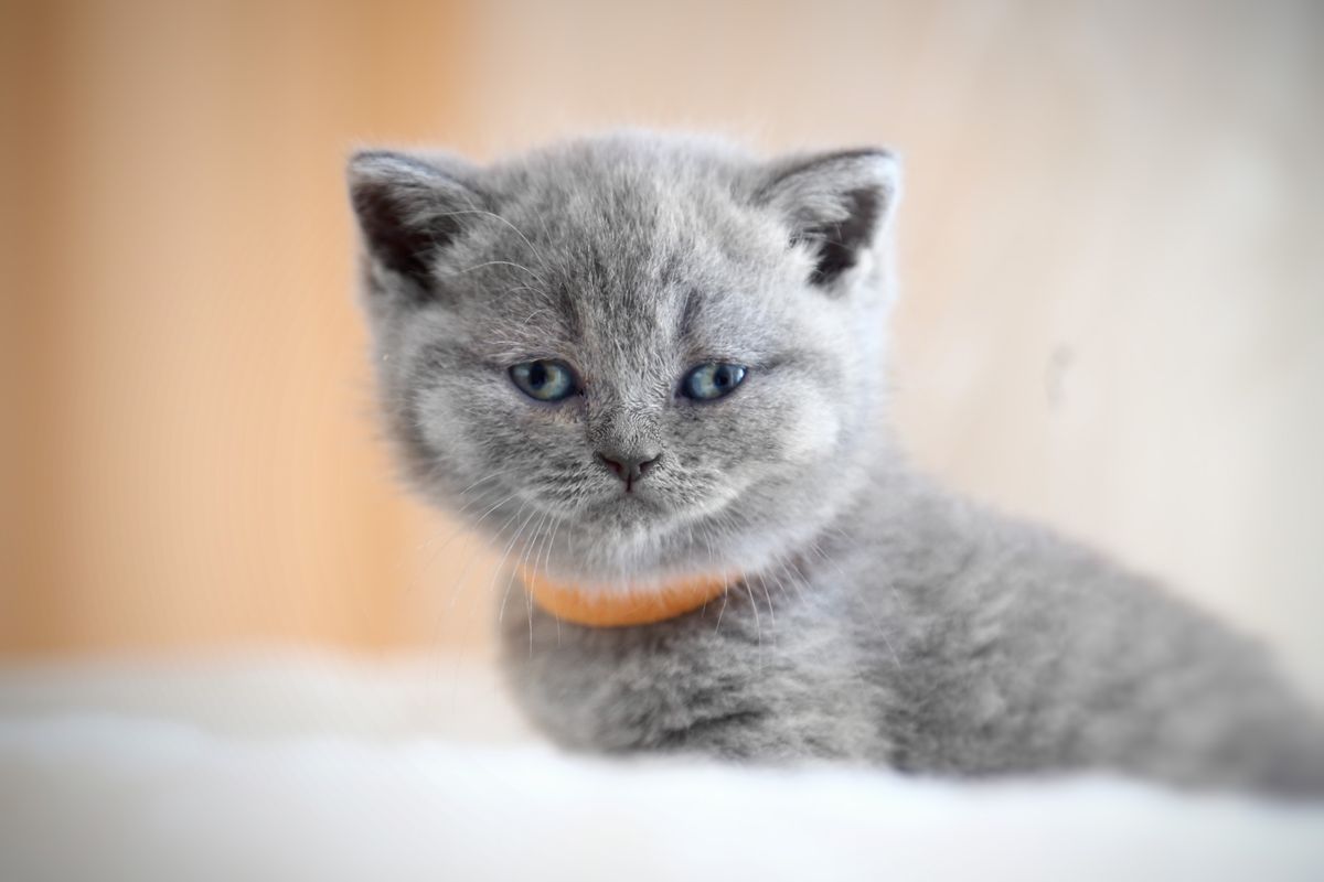 Blauwe Britse korthaar kitten met een oranje halsbandje op een witte deken