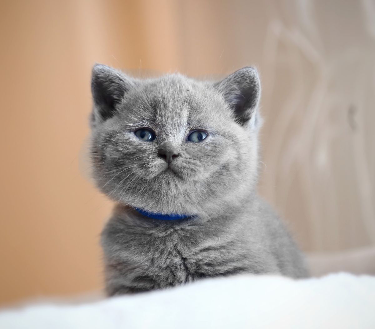 Blauwe Britse korthaar kitten met een blauw halsbandje