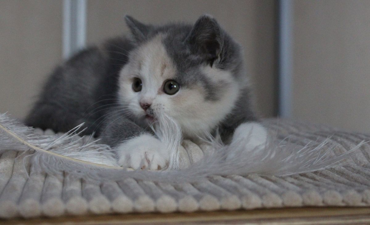 Blauw-witte Britse korthaar kitten die met een witte veer speelt