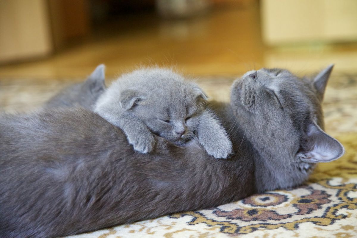 Blauwe Britse korthaar poes die slaapt met haar kitten op haar rug